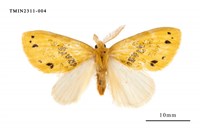 藏品(菱帶黃毒蛾)的圖片